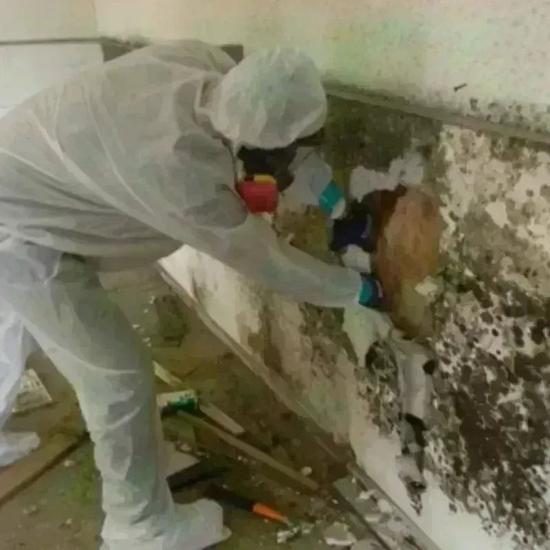 Mold Remediation and Removal in Brown County, KS